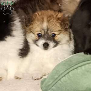 Sugar Plum- Toy, Pomeranian Puppy